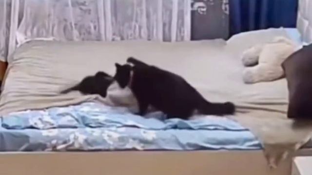 Строгая мама кошка