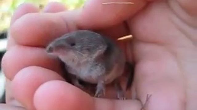 Землеройка(18.07.2010) смотреть онлайн