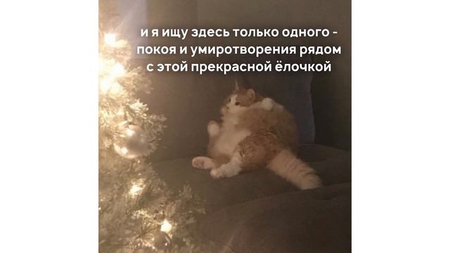 ХОЧУ ЕЩЕ САЛАТИКОВ! Приколы с котами | Мемозг #542 смотреть онлайн