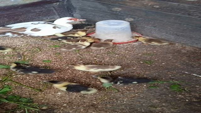 Чем кормлю двухнедельный утят смотреть онлайн