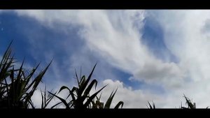 Летели облака (cover ddt) Алина Орлова