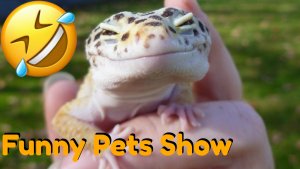 Лучшие приколы с рептилиями, самое смешное видео_ Funny Pets
