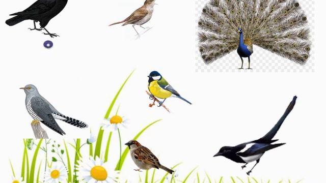 Обучение основам грамоты. Старшая группа. ДОД. смотреть онлайн