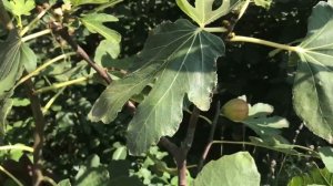 Инжир Брунсвик, Серый ранний, поспели фиги, август 2018