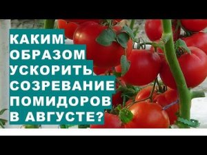 Каким образом можно ускорить созревание помидоров в августе?