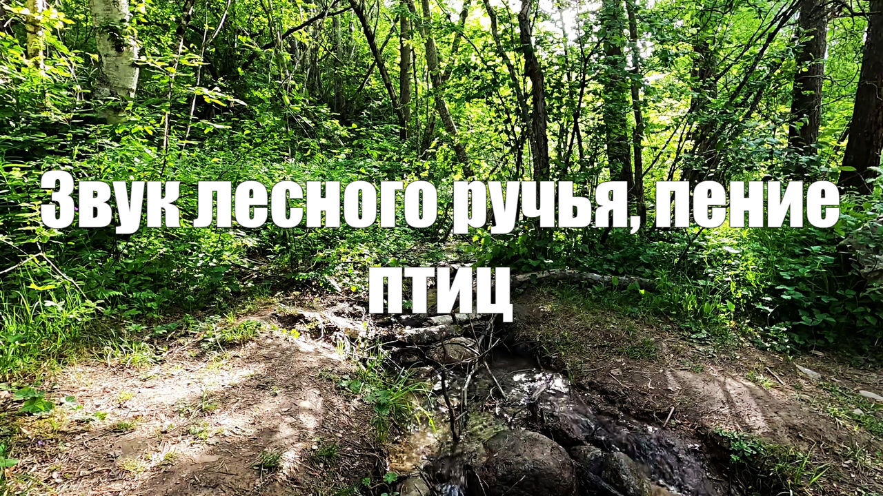 Лес ручей