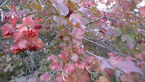 акварель сентября, да и калина поспела.mp4