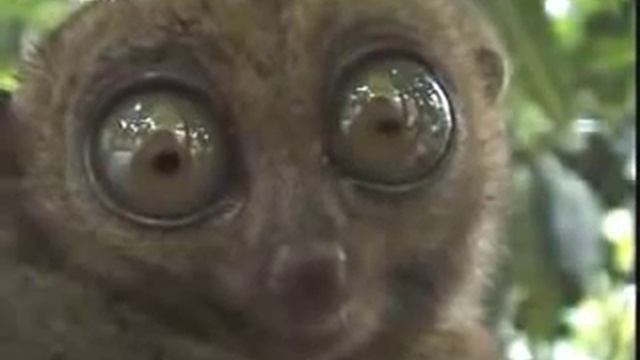 лемур смотреть онлайн