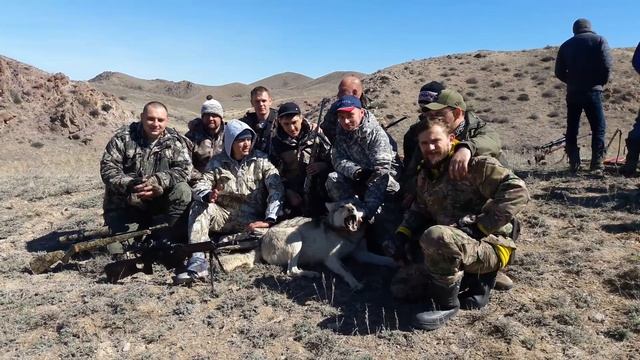 Загоная охота на волка. Регулирование численности хищника в охот. хозяйстве #Дардамты