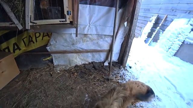 Мороз, в сарае всё замёрзло. Подарки от подписчика. Бронхит у свинки. Жизнь в деревне. смотреть онлайн