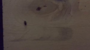 Клопы везде (кровать матрас стены плинтуса натяжной потолок)