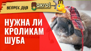✅Что лучше теплый крольчатник или шед для кроликов #МАКРОЛ  #МАКЛЯК