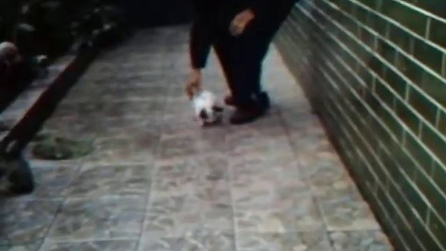 Meu mini coelho fuzzy lop Elvis e meu cãozinho weimaraner Sansão. смотреть онлайн