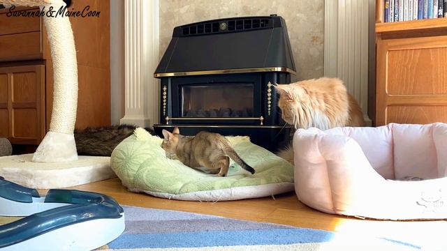 We Got an F3 Chausie Kitten смотреть онлайн