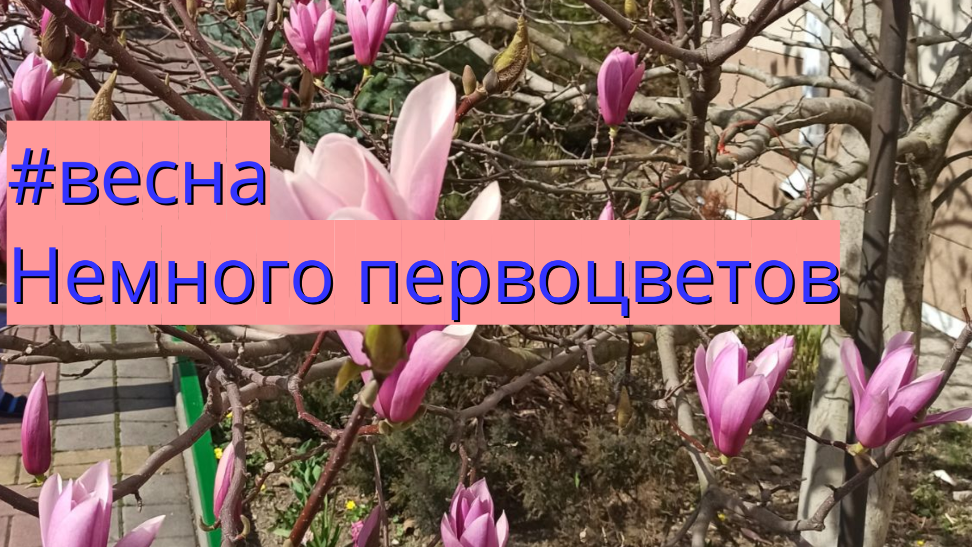 #весна Немного первоцветов