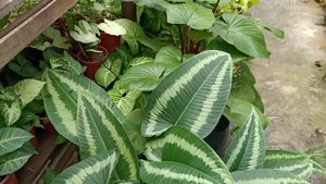 Schismatoglottis Wallichii House Plant Care & Propagation Methods