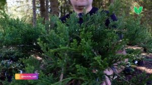 Можжевельник Там Но Блайт, ориг Juniperus sabina «Tam No Blight»   Зеленый Сад