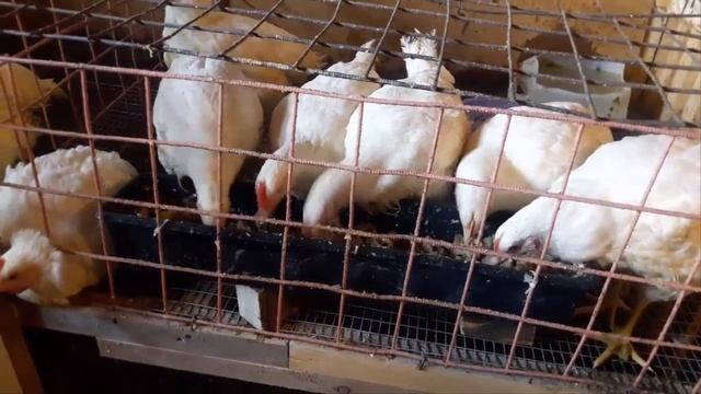 Куры бройлерные в домашних условиях. Содержание бройлеров. смотреть онлайн