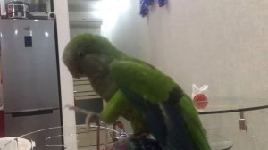 Попугай 🦜 Гуччи ! Калита ,Квакер,Монах!