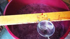 Вино из Изабеллы