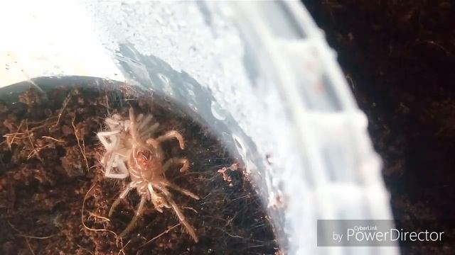 Линька моего первого паука- птицееда : ласиодора парахибана... С 3L-4L.Я весь в счастье!!! смотреть онлайн