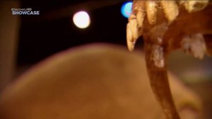 Смилодон охотится на мамонта