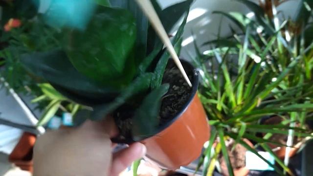 Маленький цветочный магазин ,да удаленький ! Обзор комнатных растений .Цены. смотреть онлайн