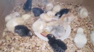 Третий вывод цыплят с инкубатора Несушка на 36 яиц