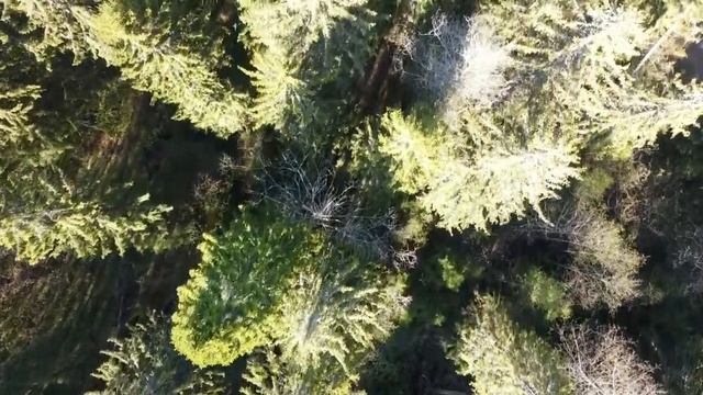 Озеро Поддоубское со стороны деревни Коленцево Лужского р-на ЛО смотреть онлайн