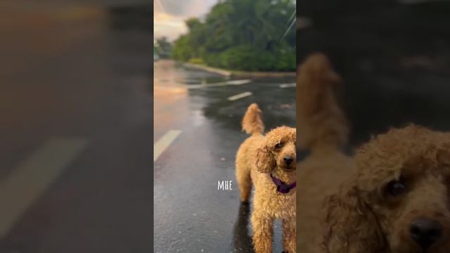 #пудель #пудельлакус #лаки #рекомендации #глобальныерекомендации #рек #собака #влог #dog #poodle смотреть онлайн