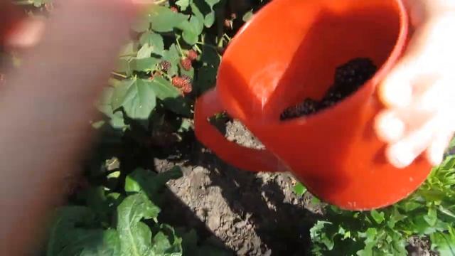 Как определить спелость ежевики? Жизнь в поселке. смотреть онлайн