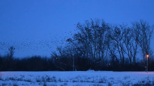 Елец. Вознесенский Собор. Вид с улицы Миллионка. Грачи прилетели.