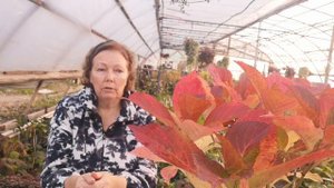 Гортензия и древесная зола