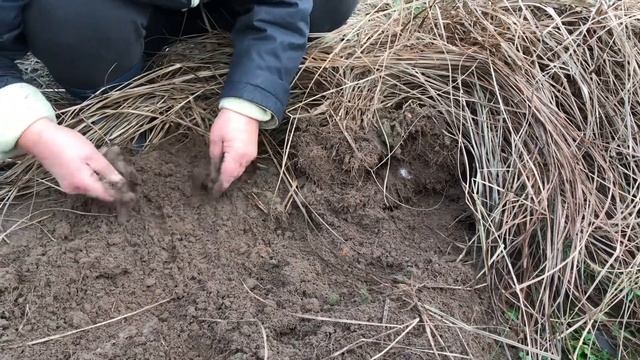 Чуфа земляний мигдаль. Цікаві моменти збору. смотреть онлайн