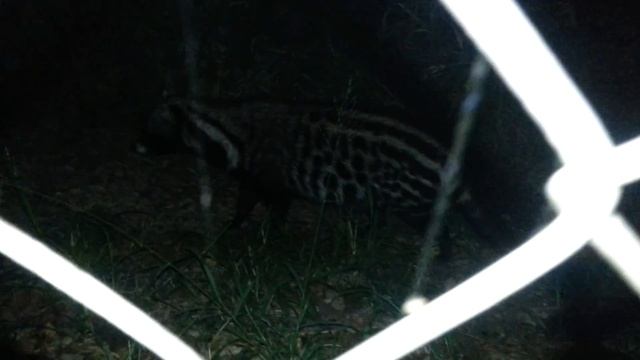 African Civet (Kruger National Park) смотреть онлайн