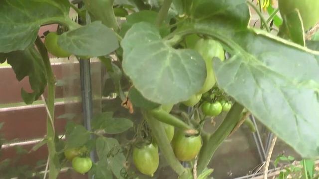 Сорта помидор Малиновое пламя и Ямал лучшие в этом сезоне у меня в теплице. смотреть онлайн