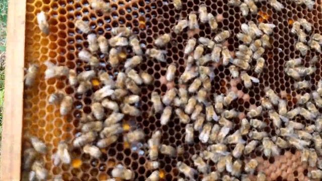 Сила небесна смотреть онлайн