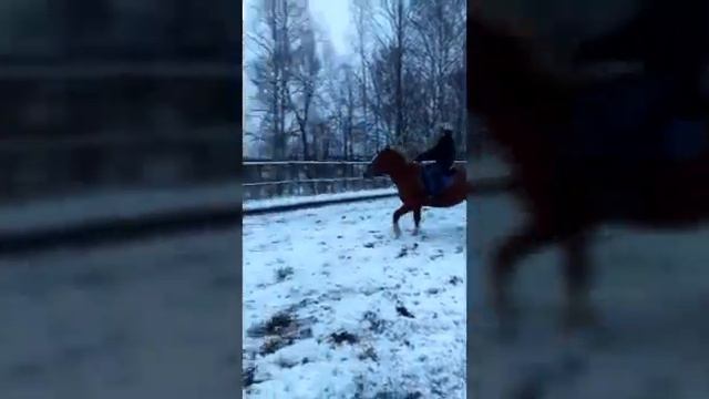 КСК Аллегро смотреть онлайн