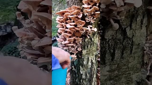 способ сбора опят смотреть онлайн