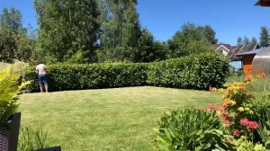 Моя бесплатная живая изгородь. Часть 1