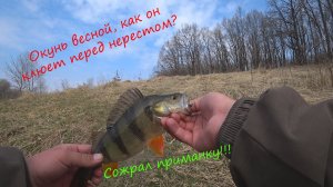 Крупный окунь на ультралайт весной