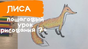 Лиса рисунок. Как нарисовать лису. Рисунок животного. Рисунки животных. Дикое животное рисунок.