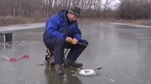 Ловля судака со льда на течении.