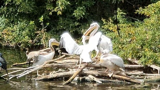 Прогулка по Московскому зоопарку. смотреть онлайн