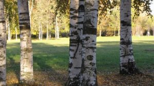 Люблю березу русскую