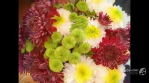 Выращивание_хризантем. Хризантемы_в_саду