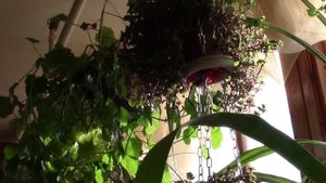 Подвески для цветов! Мастерим из подручных средств!