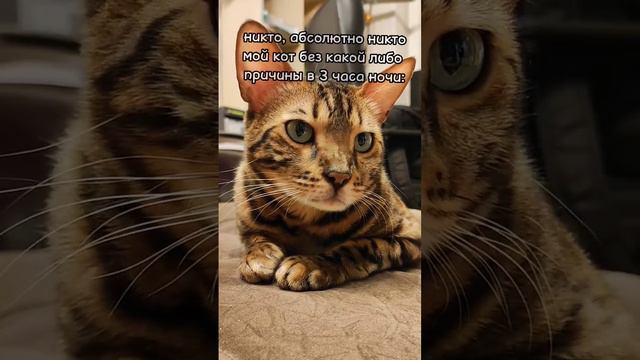 типо хором все поют 😰 #бенгальскийкот смотреть онлайн