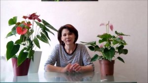 Антуриум Джоли Пинк (Joli Pink), краткий обзор сорта