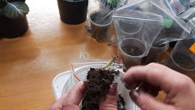 Хранение клубеньков глоксиний в период покоя. смотреть онлайн